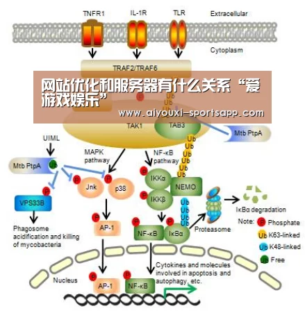 网站优化和服务器有什么关系“爱游戏娱乐”(图1) 爱游戏在线娱乐